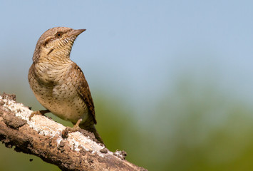 Wryneck, Jynx, Jynx torquilla. A bird sits on a thick old dry branch