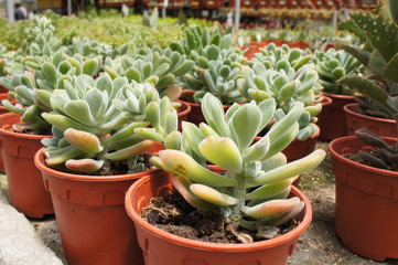 Crassula plants planted inside the plant nursery in Cameron Highland, Malaysia. Planted in small plastic pots for sale to customers. 