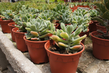 Crassula plants planted inside the plant nursery in Cameron Highland, Malaysia. Planted in small plastic pots for sale to customers. 