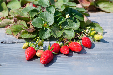 Red Strawberry Field in picking season