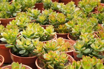Fototapeta na wymiar Crassula plants planted inside the plant nursery in Cameron Highland, Malaysia. Planted in small plastic pots for sale to customers. 