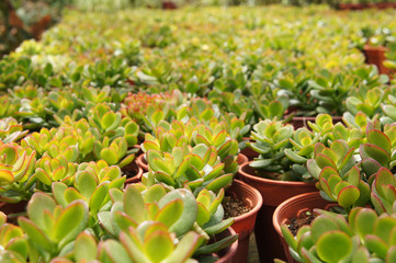Crassula plants planted inside the plant nursery in Cameron Highland, Malaysia. Planted in small plastic pots for sale to customers. 