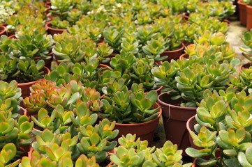 Crassula plants planted inside the plant nursery in Cameron Highland, Malaysia. Planted in small plastic pots for sale to customers. 