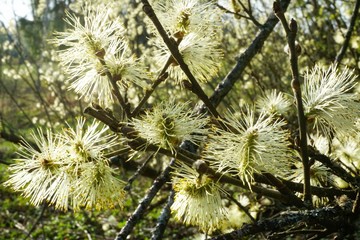 Beautiful pussy willow flowers close up on blue sky background. Blooming fluffy willow twig in early spring                    