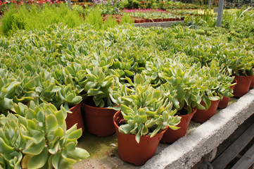 Crassula plants planted inside the plant nursery in Cameron Highland, Malaysia. Planted in small plastic pots for sale to customers. 