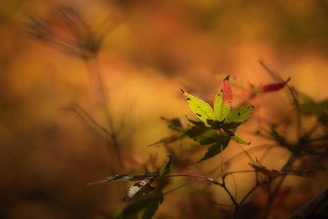 Closeup of a maple tree leaf