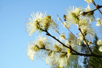 Beautiful pussy willow flowers close up on blue sky background. Blooming fluffy willow twig in early spring                    