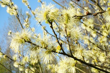 Beautiful pussy willow flowers close up on blue sky background. Blooming fluffy willow twig in early spring                     © Art Johnson