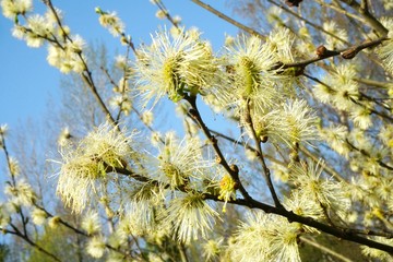 Beautiful pussy willow flowers close up on blue sky background. Blooming fluffy willow twig in early spring                     © Art Johnson