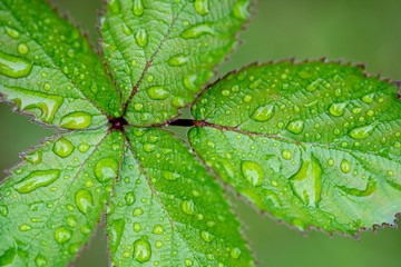 Leaves and water droplets