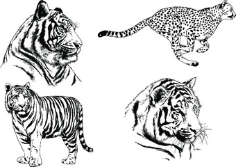 set of vector drawings on the theme of predators tigers are drawn by hand with ink tattoo logos