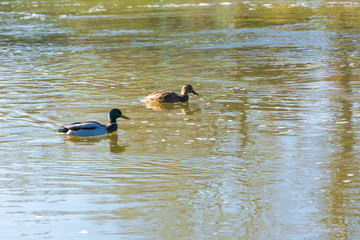 Kaczki w rzece © Heroc