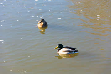 Kaczki w rzece © Heroc