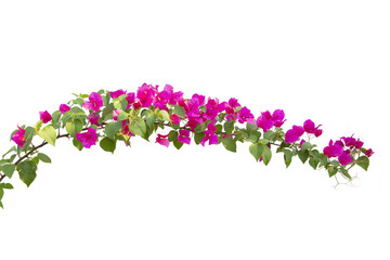 Bougainvilleas isolated on white background. Paper flower .  Save with Clipping path .