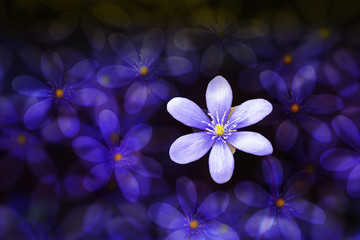 Fototapeta na wymiar Violet blossom in a blurry background of violets blossoms