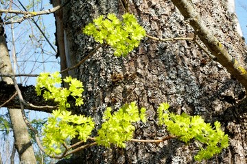 Maple branches with flowers on a maple tree bark background                   