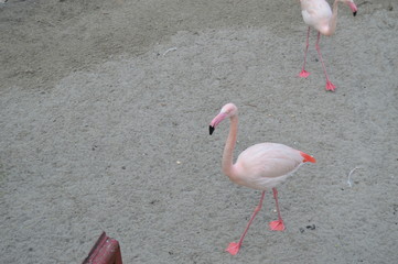 flamingos in water