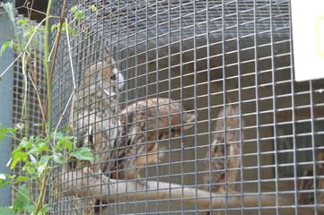 bird in cage