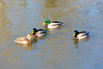 Kaczki w wodzie © Heroc