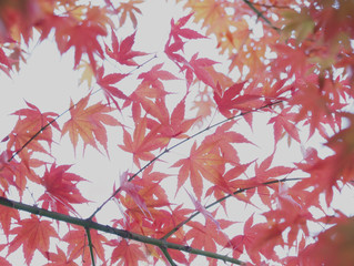 もみじ/maple leaves