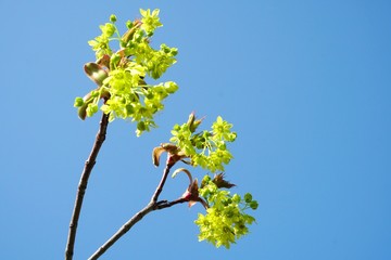 Maple branches with flowers close up on a blue sky background                 