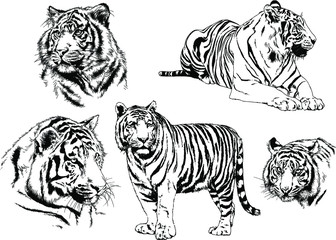 set of vector drawings on the theme of predators tigers are drawn by hand with ink tattoo logos