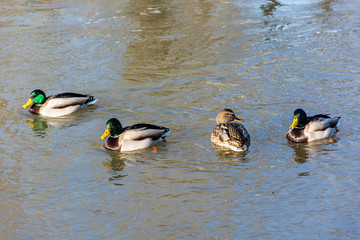 Kaczki w wodzie © Heroc