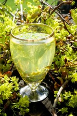 Glass of maple flower tea on a black wooden background. Around maple branches with maple flowers                    