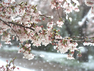 吹雪/桜