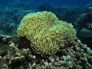 The amazing and mysterious underwater world of Indonesia, North Sulawesi, Manado, soft coral