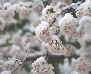 雪に覆われた桜