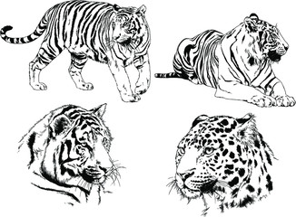 set of vector drawings on the theme of predators tigers are drawn by hand with ink tattoo logos