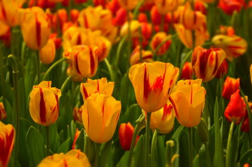 Obraz premium field of red and yellow tulips