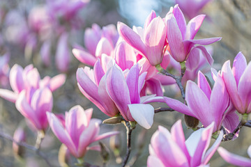 Fototapeta na wymiar Blooming pink magnolias on a branch in springtime. Beautiful spring flowers. Toned image. Copy space.