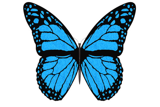 Farfalla colorata vola con le ali aperte su sfondo bianco..