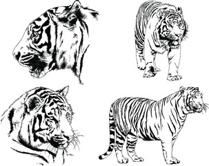 set of vector drawings on the theme of predators tigers are drawn by hand with ink tattoo logos