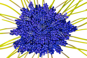 Blue grape hyacinths with green stems are jumbled
