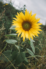 Yellow sunflower plant with green leaves in the field. Stock photo