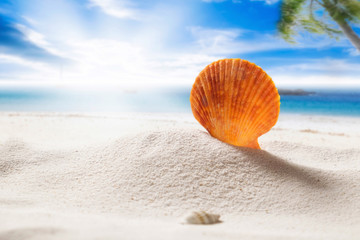 Sea shell on the beach with copy space