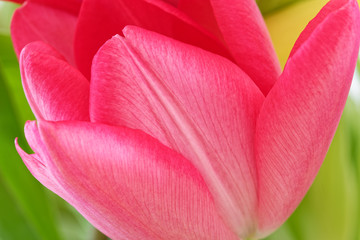 Fototapeta na wymiar Close-up of tulip petal against green leaves
