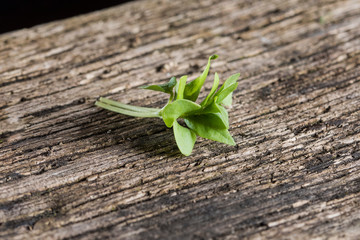 Basil