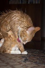 A cat with a red-and-white color, licks wet hair with a long tongue.