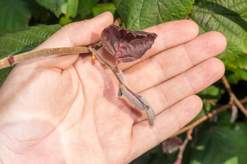 Hazelnut garden. Hazelnuts in a green shell on the branches in the hand. Fruits and flowers