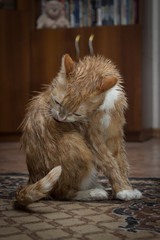 A cat with a red-and-white color, licks wet hair with a long tongue.