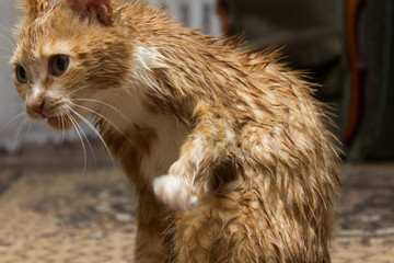 A cat with a red-and-white color, licks wet hair with a long tongue.