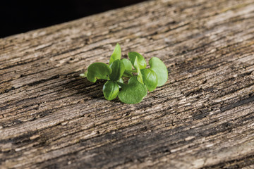 Basil