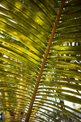 Obraz na płótnie Canvas Texture of a tropical green palm leaf. Palm leaf close up
