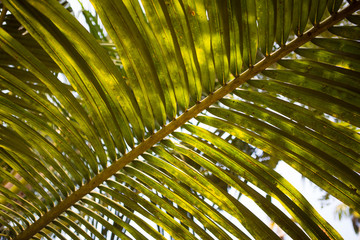 Fototapeta premium Texture of a tropical green palm leaf. Palm leaf close up