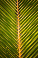Texture of a tropical green palm leaf. Palm leaf close up
