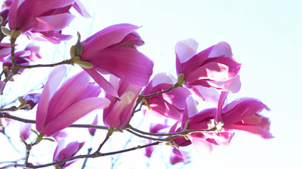 Pink magnolia in full bloom before white background. Purple Magnolia in full bloom before white background.